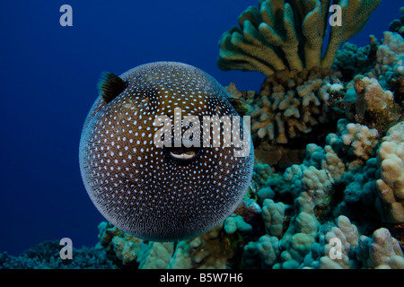 Un Faraone pufferfish, Arothron meleagris, Hawaii. Foto Stock