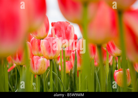 Taglio commerciale flower pink tulip tulipa Judith Leyster crescendo in campo al Tulip Festival Skagit Valley Washington Foto Stock