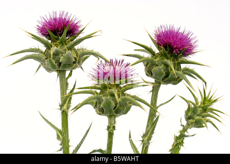 Cardo mariano Sylibum marianum Foto Stock