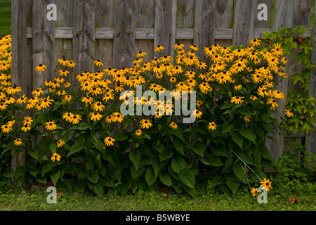 Black Eyed Susan rudbeckia hirta Asteraceau piante e fiori lungo la base di una recinzione di legno Foto Stock