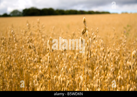 Campo di ripe di avena in Cotswolds dell ovest Inghilterra Centrale Foto Stock