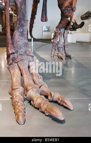 Muttaburrasaurus Foto Stock