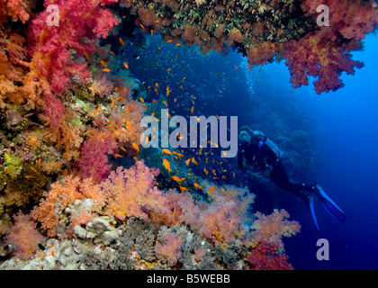 Tipico Coral Reef Scena, Mar Rosso Foto Stock