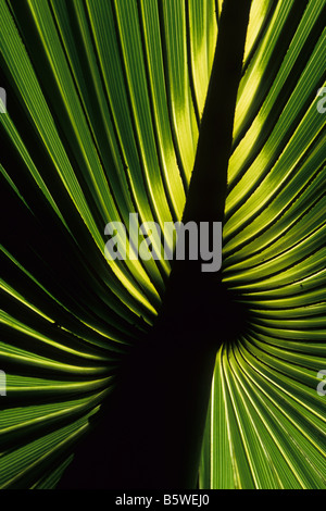 Cavolo palm frond, sabal palm (Sabal palmetto) Foto Stock