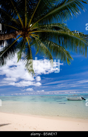 Palm Tree sulla spiaggia di Moorea. Foto Stock