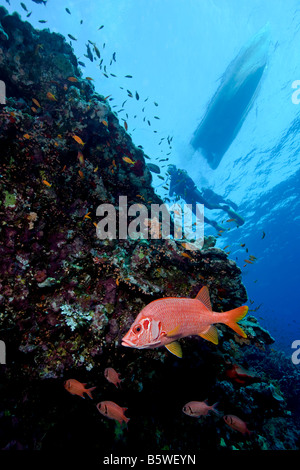 Soldierfish (Sargocentrun spiniferum) vicino alla parte superiore della parete, Mar Rosso Foto Stock