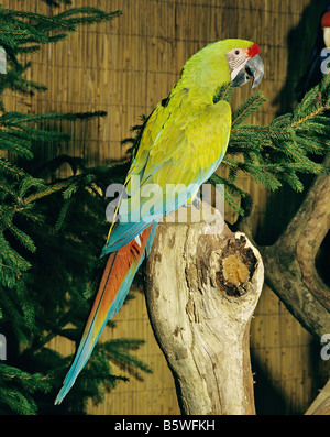 Macaw Grande Verde, Macaw di Buffon, Macaw Grande militare (Ara ambiguus). Adulto appollaiato su un albero rotto Foto Stock