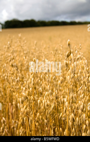 Campo di ripe di avena in Cotswolds dell ovest Inghilterra Centrale Foto Stock