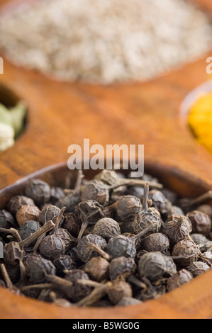 Close-up di peppe nero in un contenitore di spezie Foto Stock