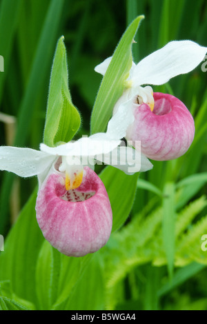 Appariscente pianella della Madonna orchidee (Cypripedium reginae) Foto Stock