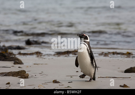 Magellanic Penguin (Sphenicus magellanicus) sulla spiaggia, Isola di carcassa nelle Isole Falkland Foto Stock