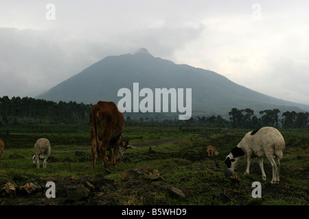 Il monte Karisimbi nel Parco Nazionale dei Vulcani Afric Ruanda Foto Stock