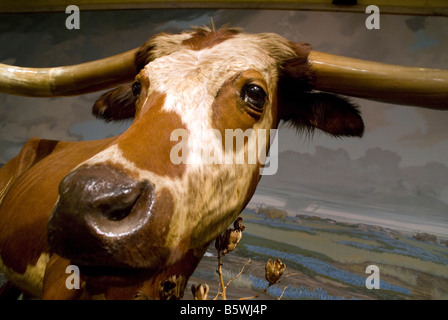 Texas longhorn steer sul display a San Antonio il Buckhorn Saloon Museum Foto Stock