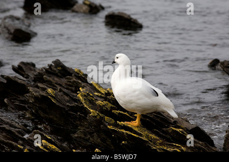 Maschio di oca Kelp (Chloephaga hybrida malvinarum), Isola di carcassa nelle Isole Falkland Foto Stock