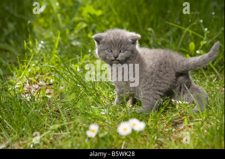 British Shorthair cat - kitten quattro settimane camminando sul prato Foto Stock