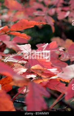 ACER GRISEUM AGM LA PAPERBARK MAPLE Colore di autunno Foto Stock