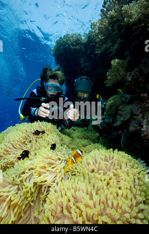 Fotografo subacqueo e castagnole, Mar Rosso Foto Stock