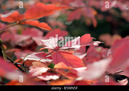 ACER GRISEUM AGM LA PAPERBARK MAPLE Colore di autunno Foto Stock