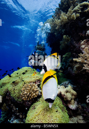 La vita su di una scogliera di corallo, Mar Rosso Foto Stock