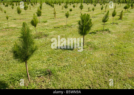 Fila di piccoli alberi di felce Foto Stock