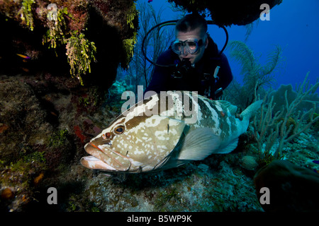 Scuba Diver e amichevole Cernie Nassau (Epinephelus striatus), Bloody Bay, Little Cayman Foto Stock