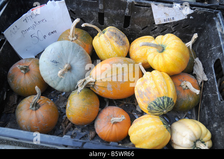 Una collezione di zucche/schiaccia per la vendita ad una banchina di stallo vegetale Foto Stock