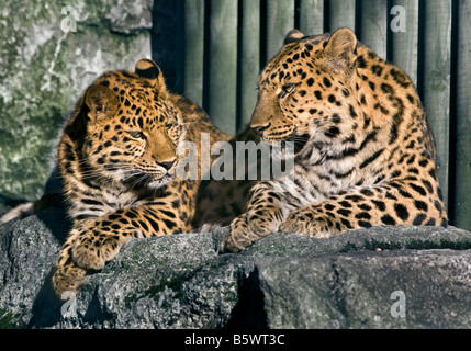 Il novellame di Amur Leopard (Panthera pardus orientalis) 'Kiska' e madre 'Ascha' a Marwell Zoo, Hampshire, Inghilterra Foto Stock