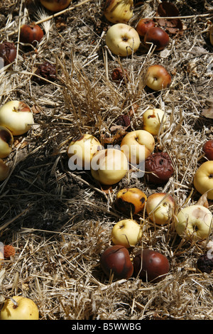 Il vecchio marciume mele su Orchard pavimento in sun Foto Stock