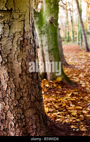 Bosco in autunno Foto Stock