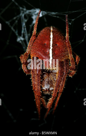 Red Orb Weaver spider. Texas, Stati Uniti d'America. Foto Stock