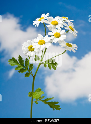 Fiore di Matricale Tanacetum parthenium Foto Stock