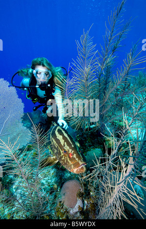 Un subacqueo raggiunge per un Cernie Nassau (Epinephelus striatus) Foto Stock