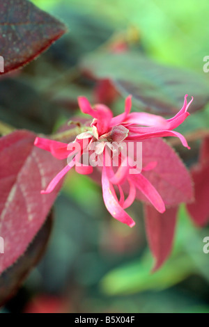 LOROPETALUM CHINENSE RUBRUM danza del fuoco Foto Stock