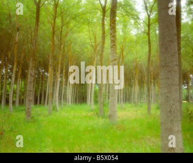 France, Forest, Trees, Foto Stock