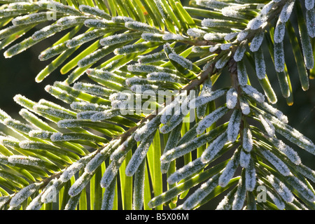 Nordmann abete - ramoscello / Abies nordmanniana Foto Stock