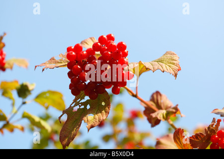 Rosa viburno Viburnum opulus bacche mature sulla boccola Foto Stock