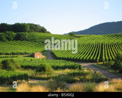 Vigneto alsaziano nel mese di luglio a Rorschwihr - Strada del Vino - Route du Vin - Francia Foto Stock