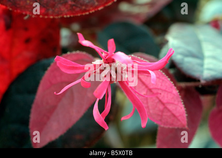 LOROPETALUM CHINENSE RUBRUM danza del fuoco Foto Stock