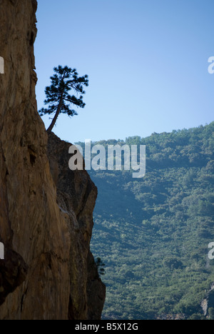 Albero che cresce sul lato di una montagna al Kings Canyon National Park in California, Stati Uniti d'America Foto Stock