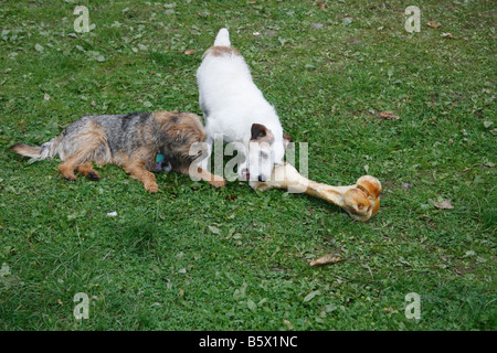 JACK RUSSEL E BORDER TERRIER CON OSSO Foto Stock