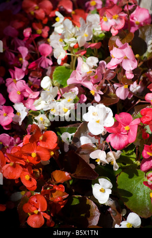 Giardino con fiori Foto Stock