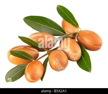 Ramo di dadi di argan,TAGLIARE Foto Stock