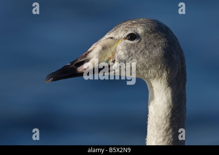 La testa e il collo del bambino Whooper Swan (Cygnus cygnus) a Welney, Norfolk, Inghilterra, Regno Unito Foto Stock