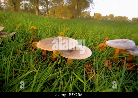 Funghi spontanei in campagna Foto Stock