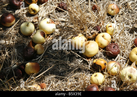 Il vecchio marciume mele su Orchard pavimento in sun Foto Stock