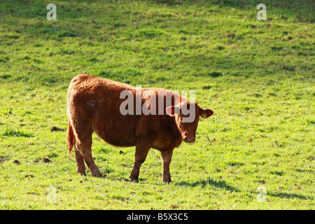 South Devon giovenca giovani Red cow in piedi da solo in campo soleggiato su terreni agricoli privati South Devon England Foto Stock