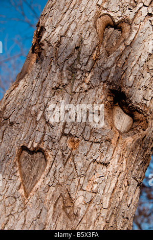 Cuori per sempre scolpita nel tronco di un albero,tatuaggio l'eternità del Passirio dall amore . Foto Stock