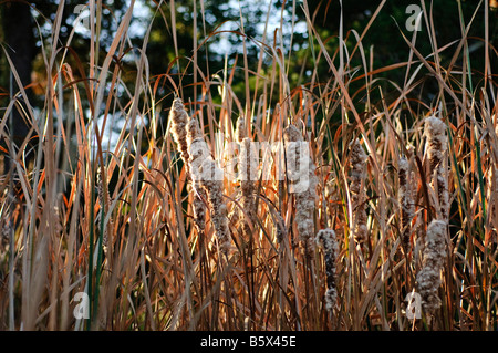 Bullrush Bullrushes Giunco giunchi tifa Cattails canne tardo autunno Foto Stock