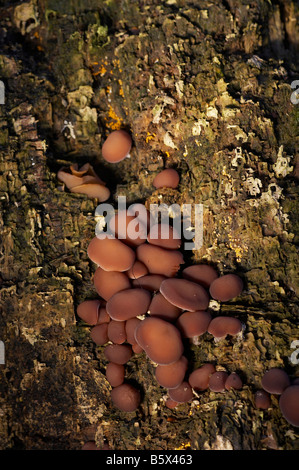 Due tonica Pholiota funghi Foto Stock