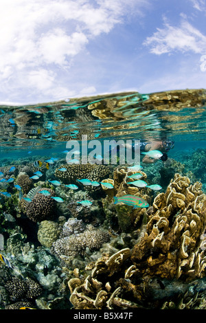 Colorati pesci tropicali nel mezzo di un giardino di corallo Foto Stock